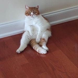 Meet your Posher, Donna